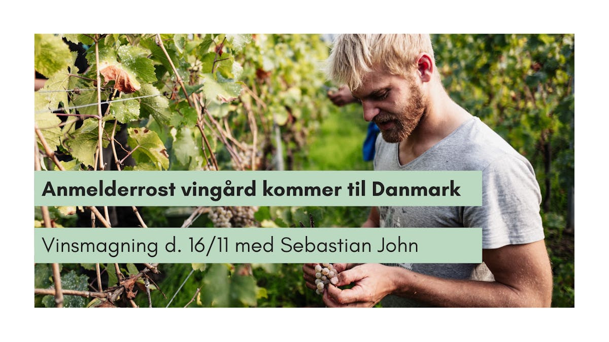 Grosse Weine Alter Schule: Oplev tysk vinmagi på Frederiksberg