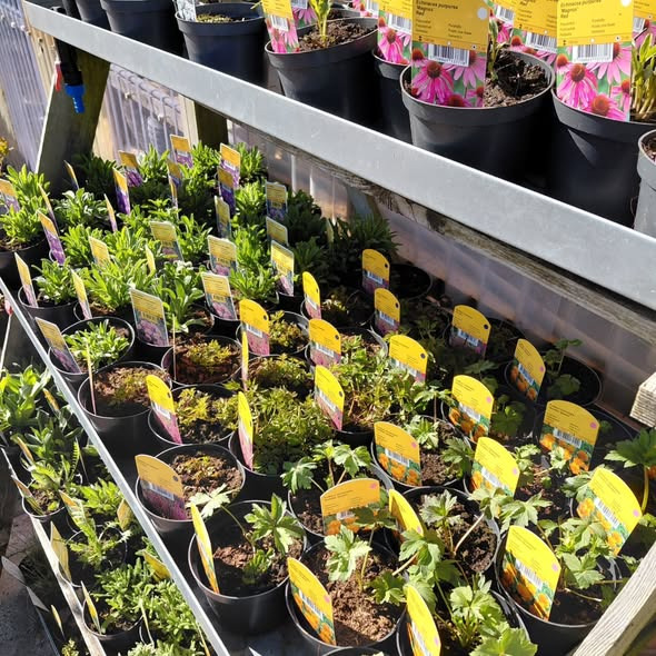 Rishøjgård Gårdbutik og Jordbrug tilbyder nye stauder til gode priser