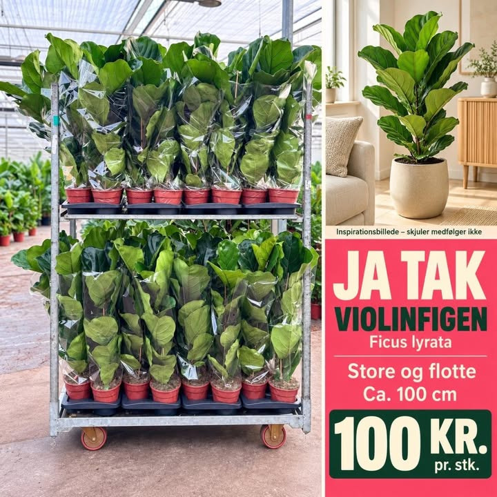 MIN KØBMAND I ASP sælger flotte violinfigner til 100 kr