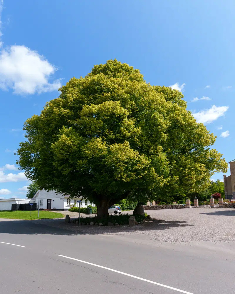 Ødis Kirkes ikoniske lindetræ vinder prisen for årets træ i Kolding Kommune