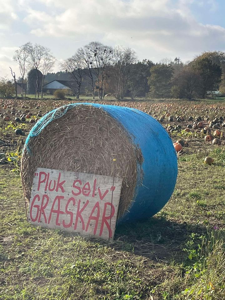 Jensen Jordbær inviterer til græskarplukning og Halloween-hygge på gården