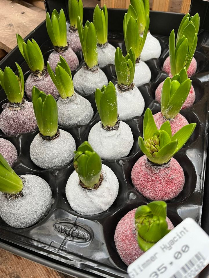 Se dagens updates fra Odder her