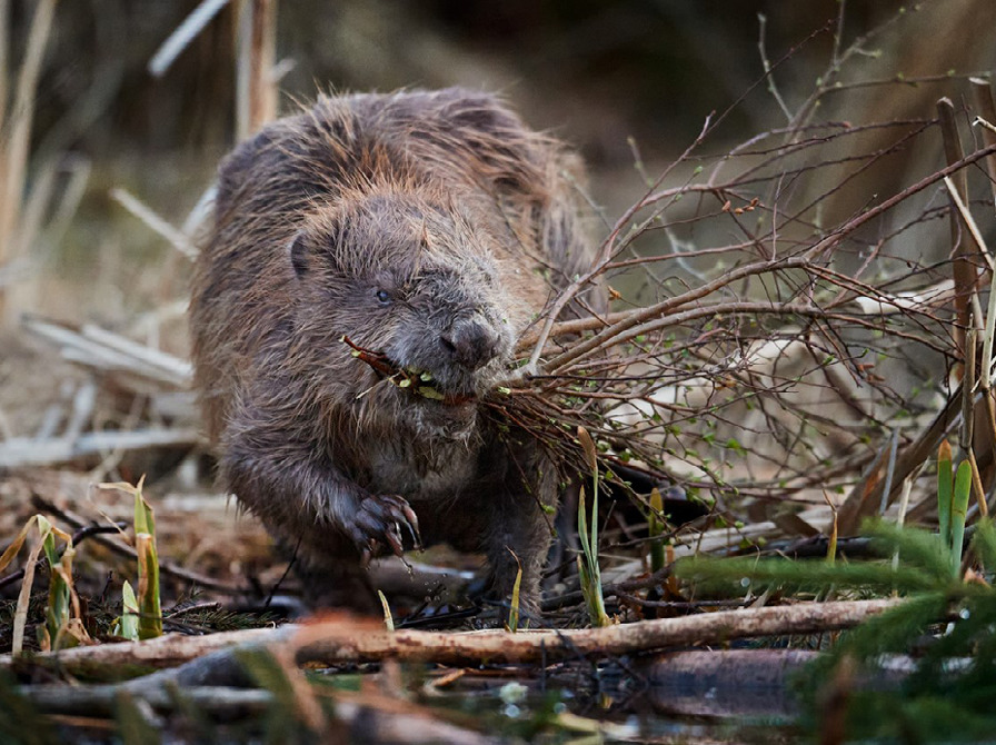 Oplev bæverens verden: Foredrag på Holstebro Bibliotek