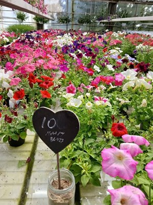 opslagsbillede