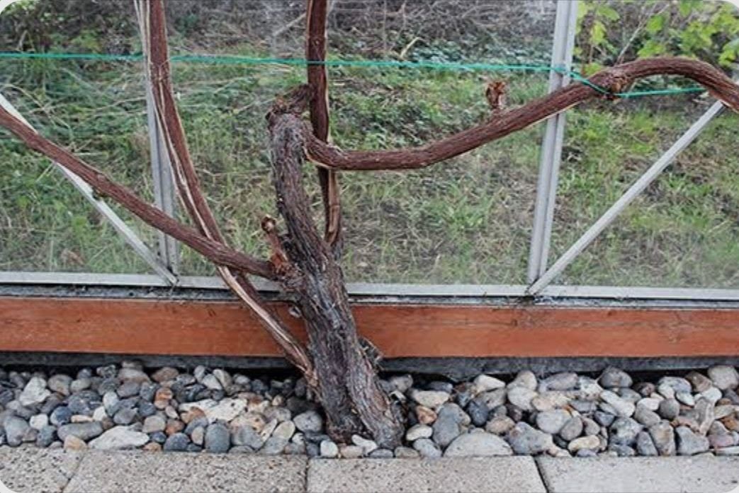 Asmild Plantecenter ApS opfordrer til beskæring af vinplanter i drivhuset