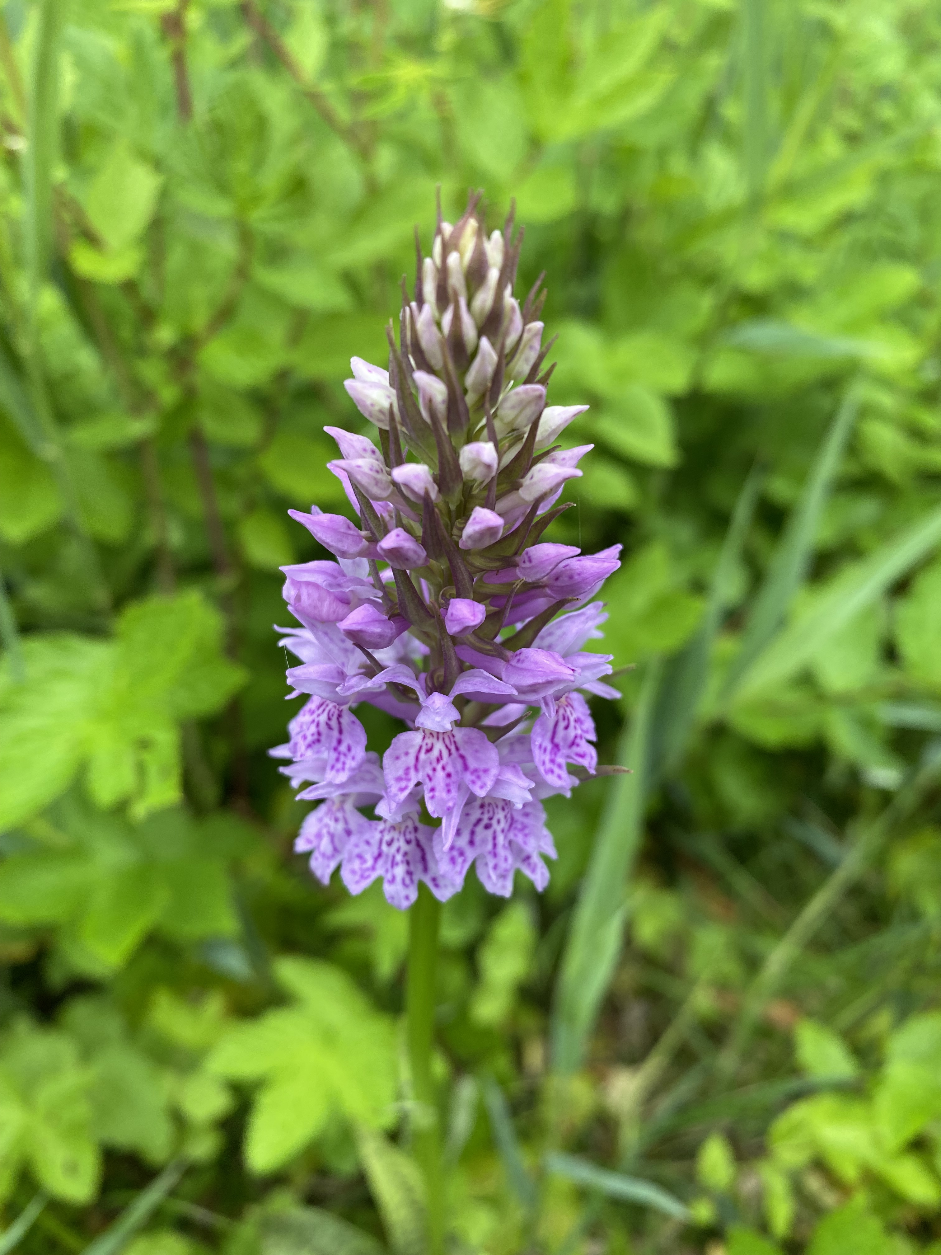 Oplev vilde blomster ved Gentofte Sø