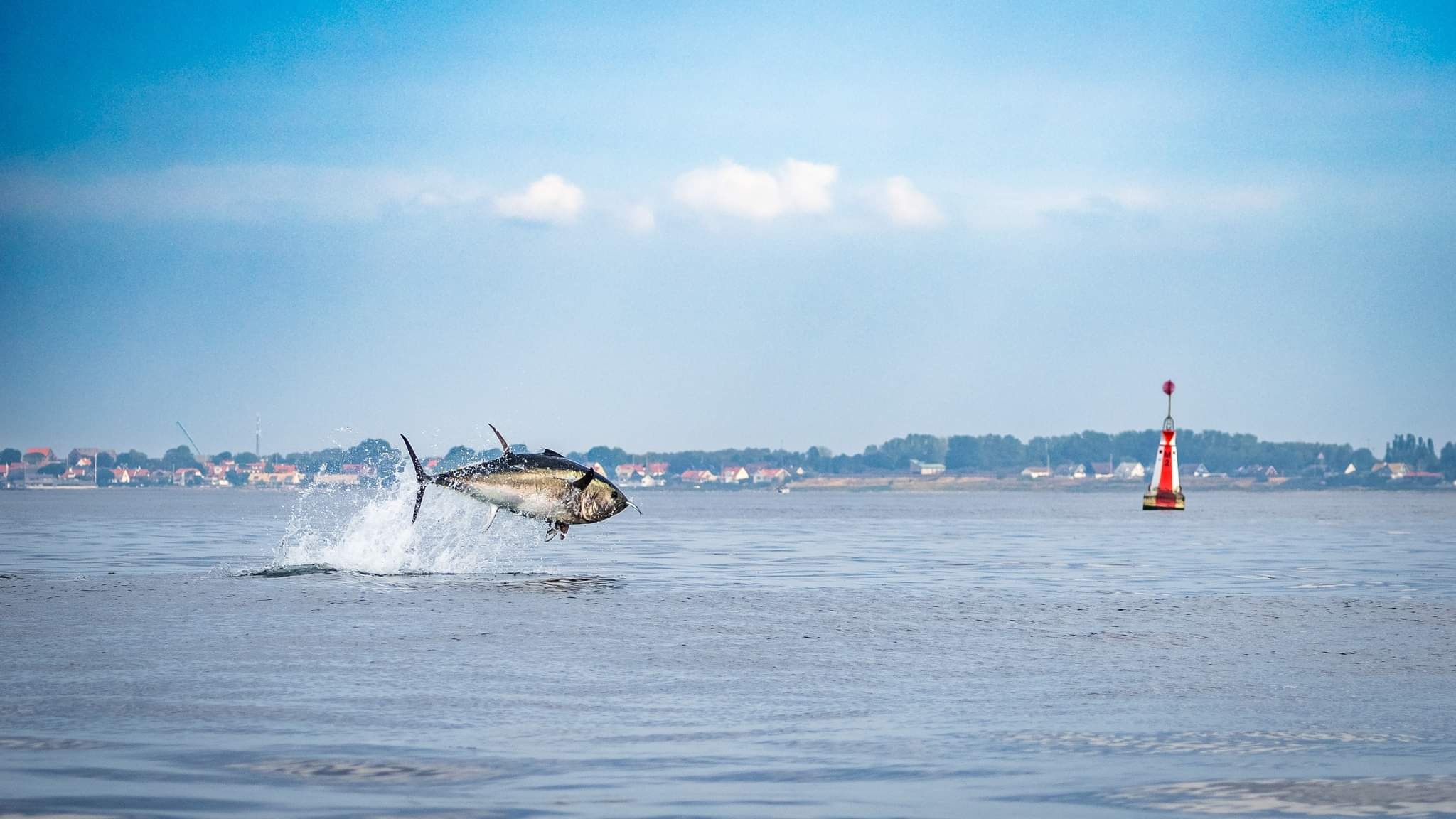Oplev Øresundsakvariet efter mørkets frembrud