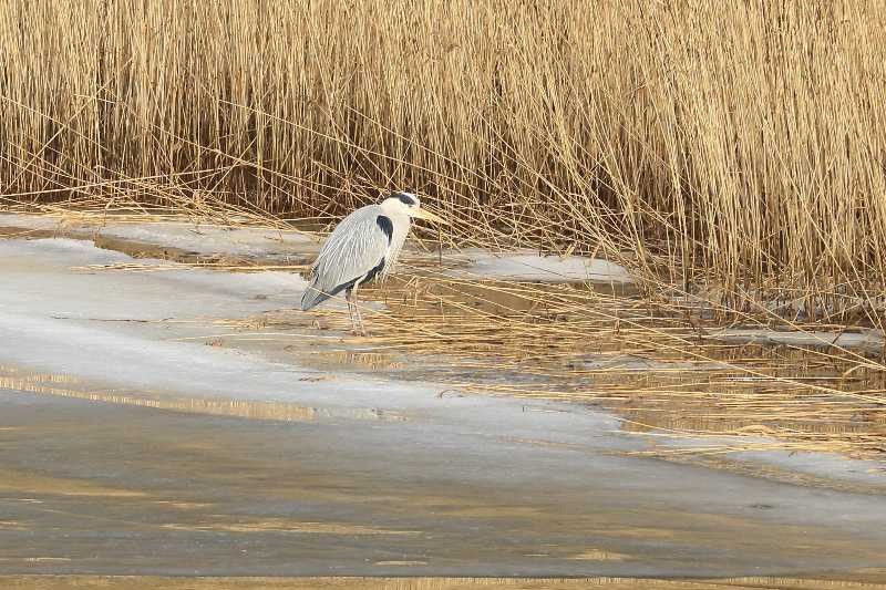 Oplev naturen omkring Horsens og Vejle med Dansk Vandrelaug