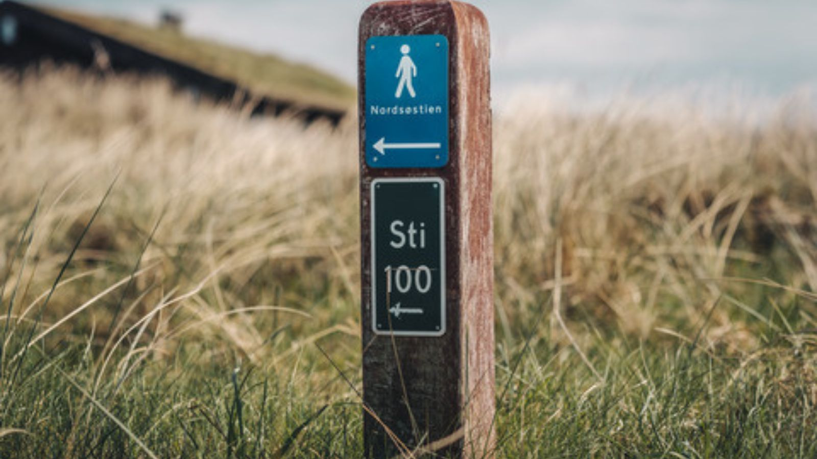 Guidet vandretur på Sti 100: Oplev naturen fra Løkken til Nybæk Plantage