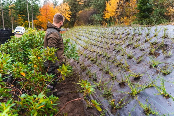 Skovbygaard A/S hjælper med planteprojekter til private ejendomme