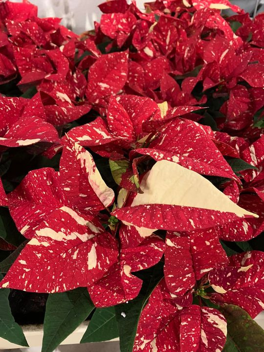 Det nyeste på Brønderslevs opslagstavle