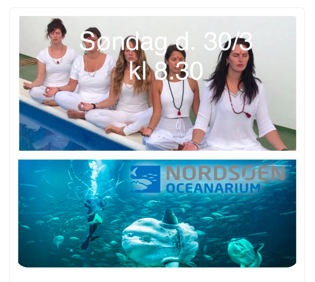 Yoga og mindfulness foran akvariet i Hirtshals