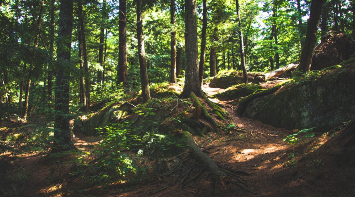 Kom på en sjov krible-krable-tur for hele familien
