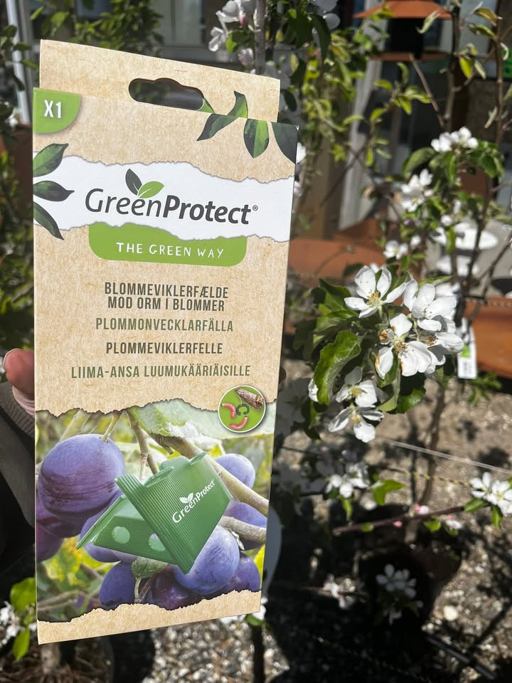 Gug Planteskole opfordrer til at beskytte frugttræer mod skadedyr med giftfrie fælder