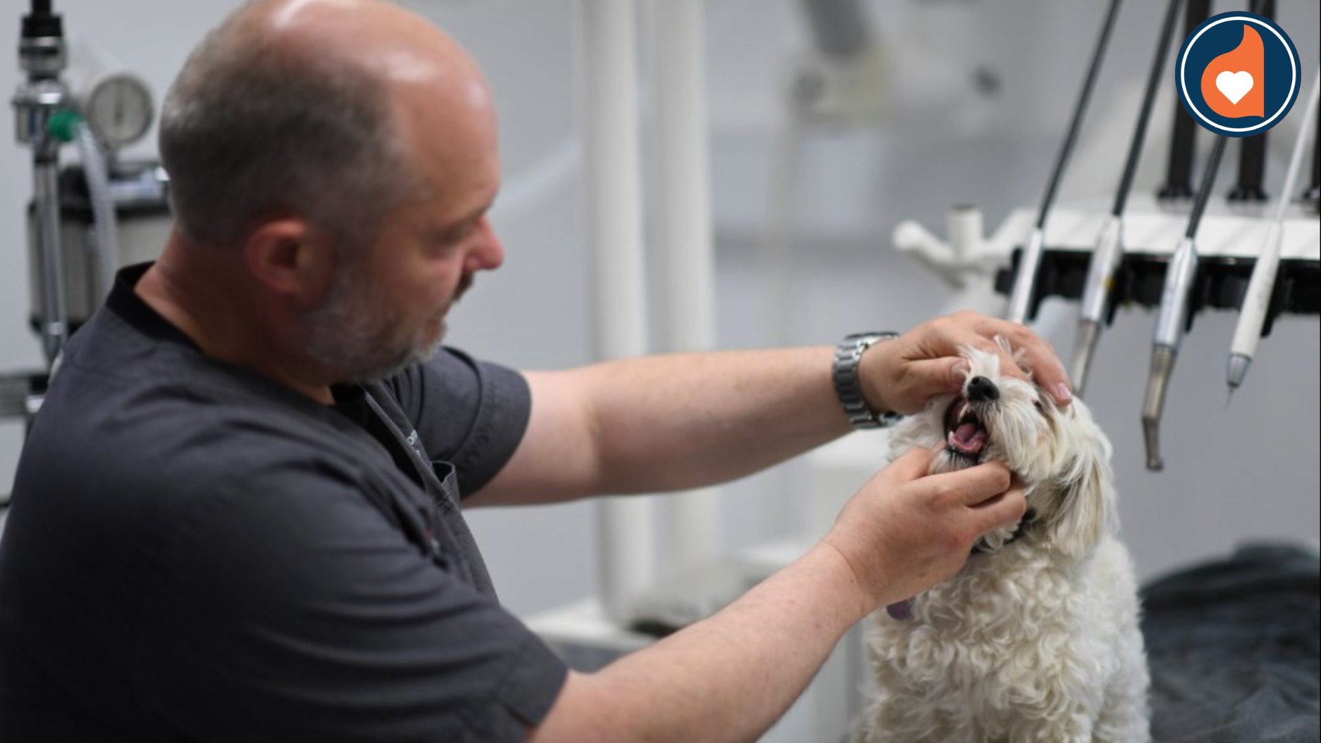 Fokus på mundsundhed hos dit kæledyr: Gratis tandtjek hos Herning Dyrehospital