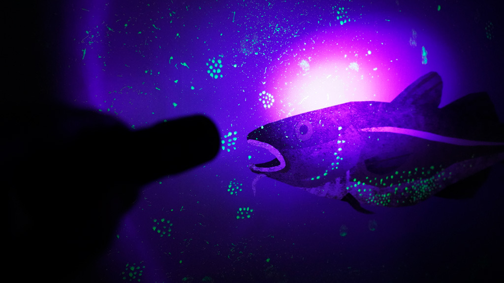 Spændende naturoplevelser for børn i Naturkraft