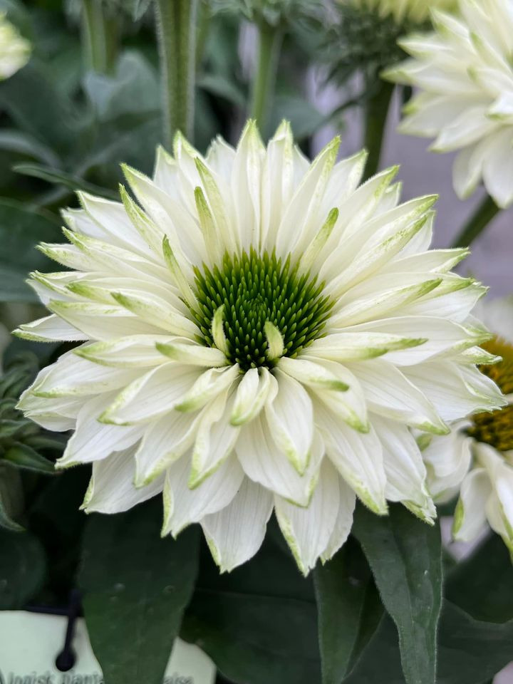 Hold trit med lokalområdet: Nyt fra Horsens