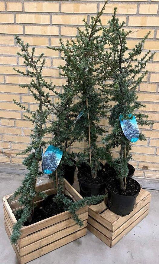 Meny Gl. Skagensvej: Flotte cedertræer på tilbud til kun 219 kr