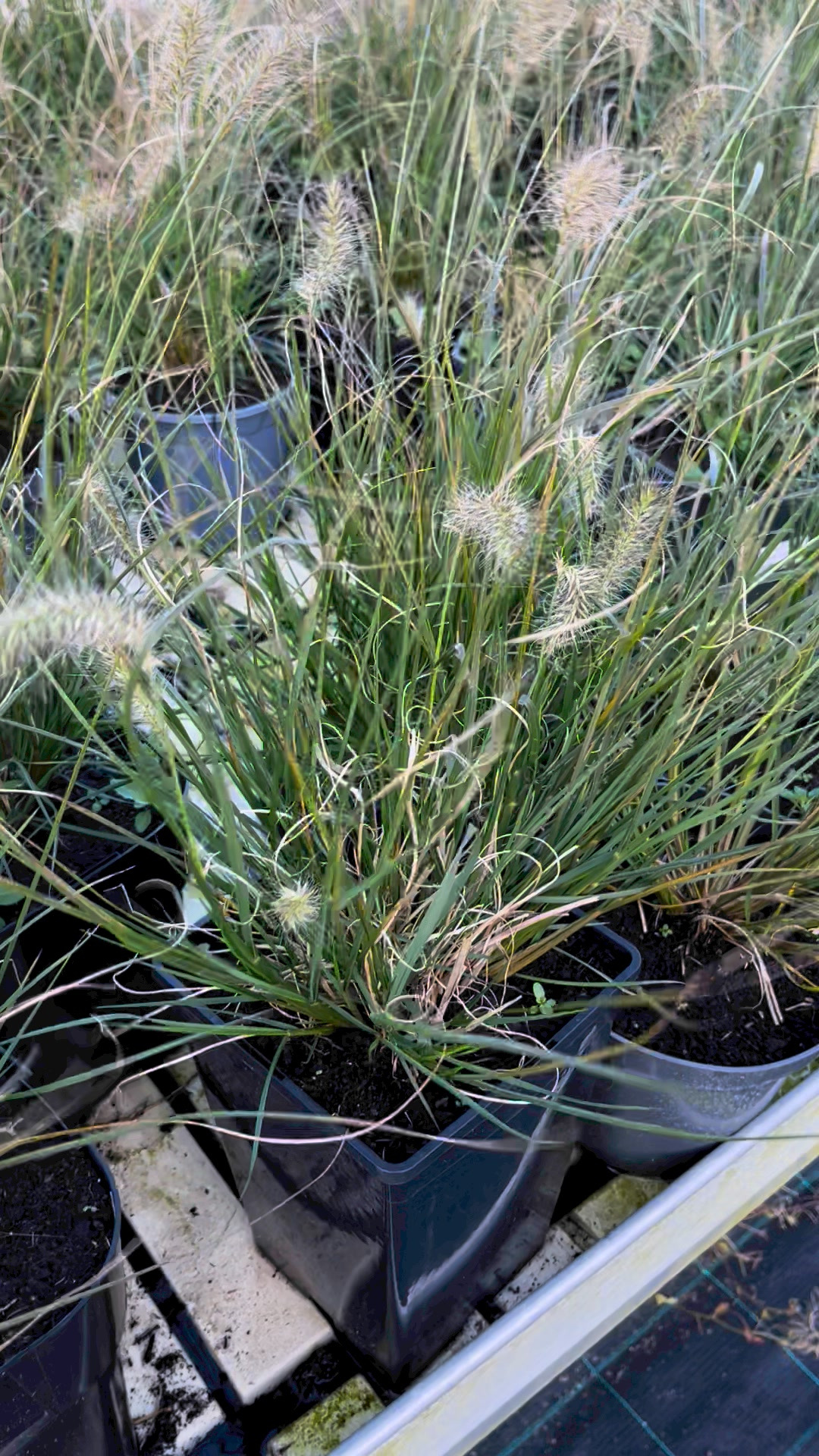 Midtjysk Blomstermarked byder på store rabatter på lampepudsergræsser