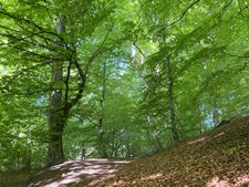 Litterær vandretur: Oplev bøgerne i naturen