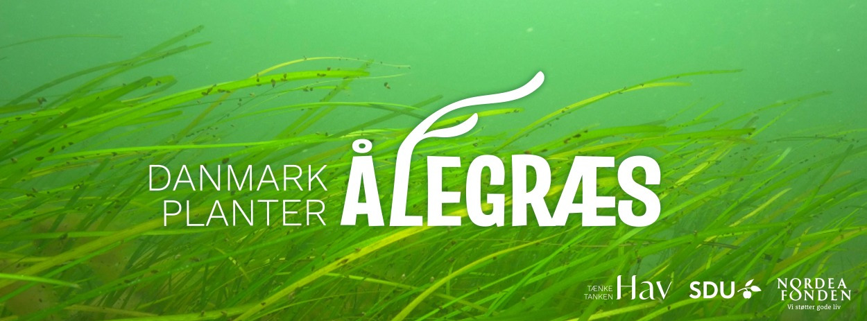 Danmark planter ålegræs ved Egå Strand