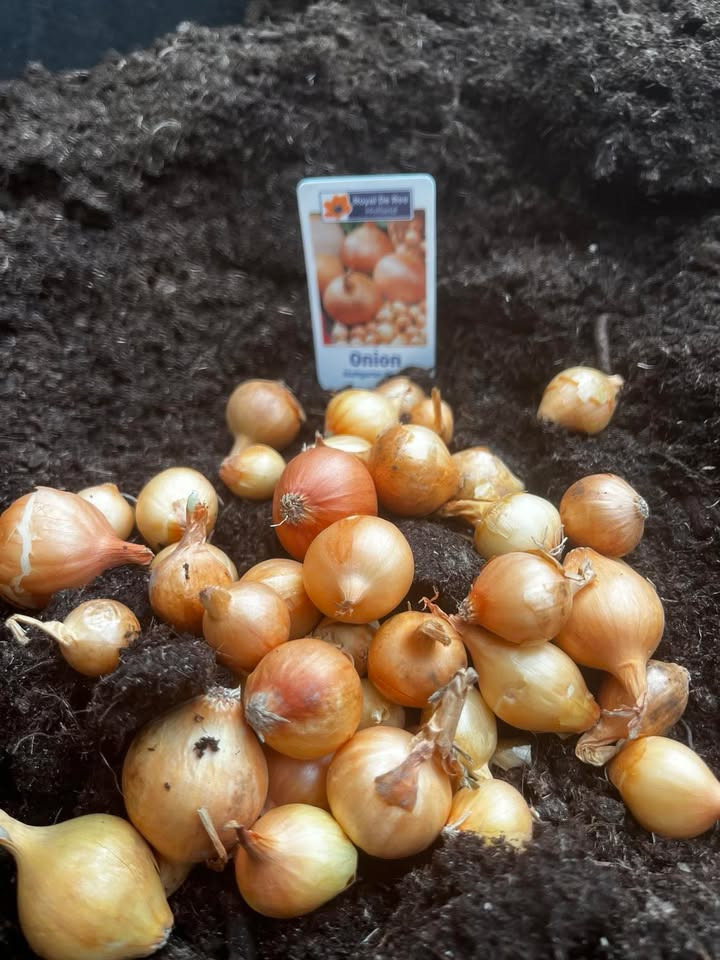 Dyrk dine egne løg i haven med GUG ANLÆG OG PLANTESKOLE A/S