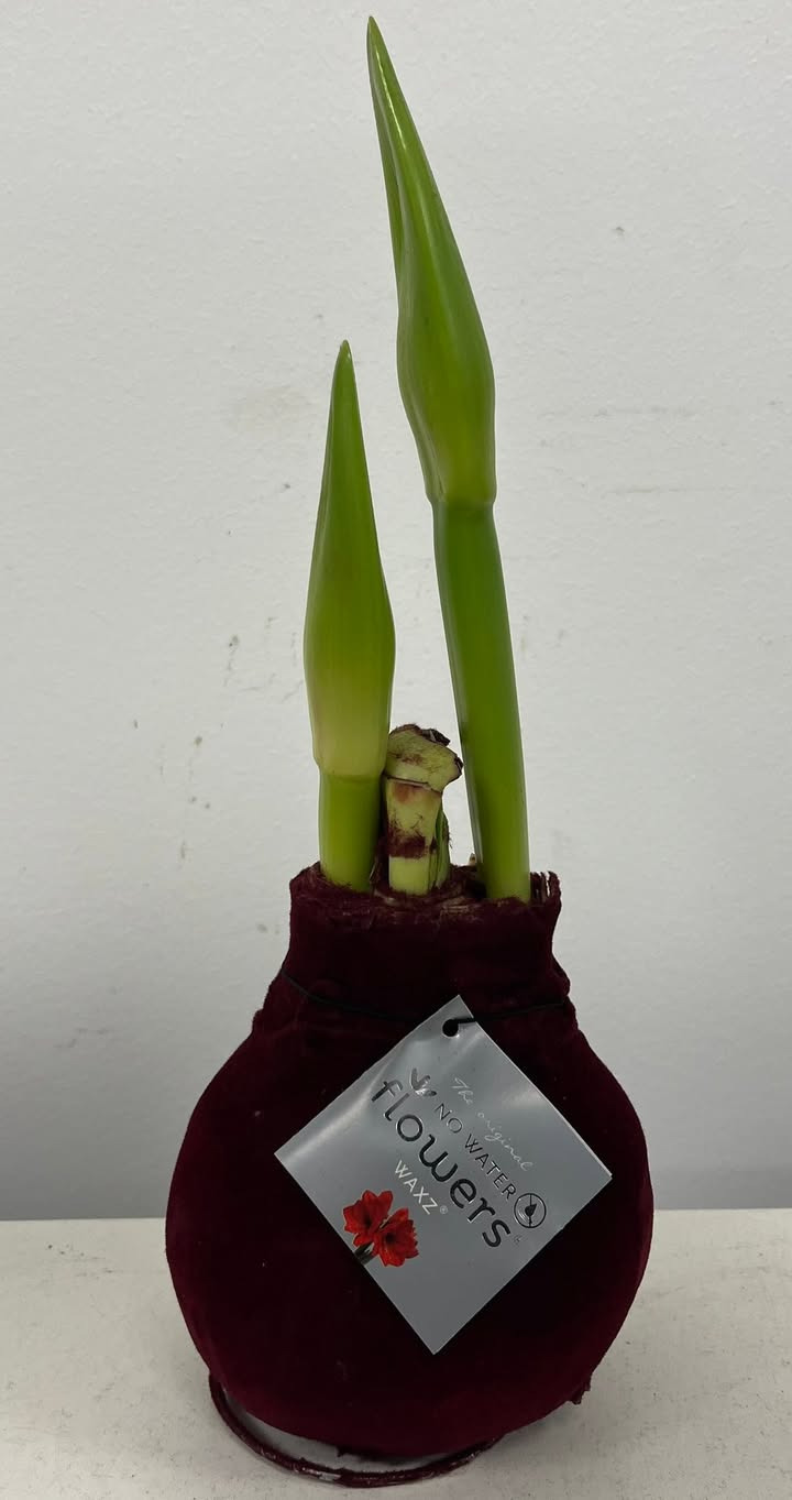 Vestergades Blomster ApS præsenterer pasningsfri amaryllis til juletiden