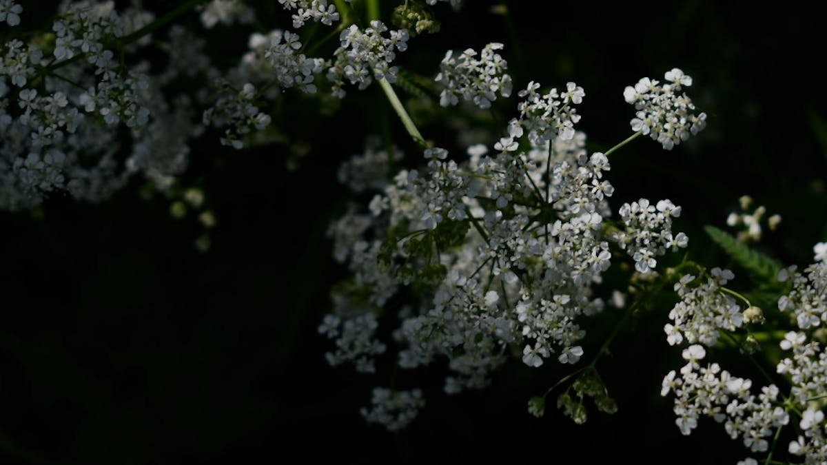 Forstå Taijiquan med workshop i Vanløse