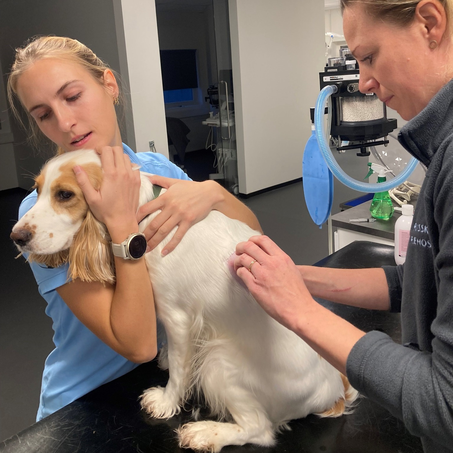 Innovativ behandling af sukkersyge hos hunde: Mollys historie fra Risskov Dyrehospital