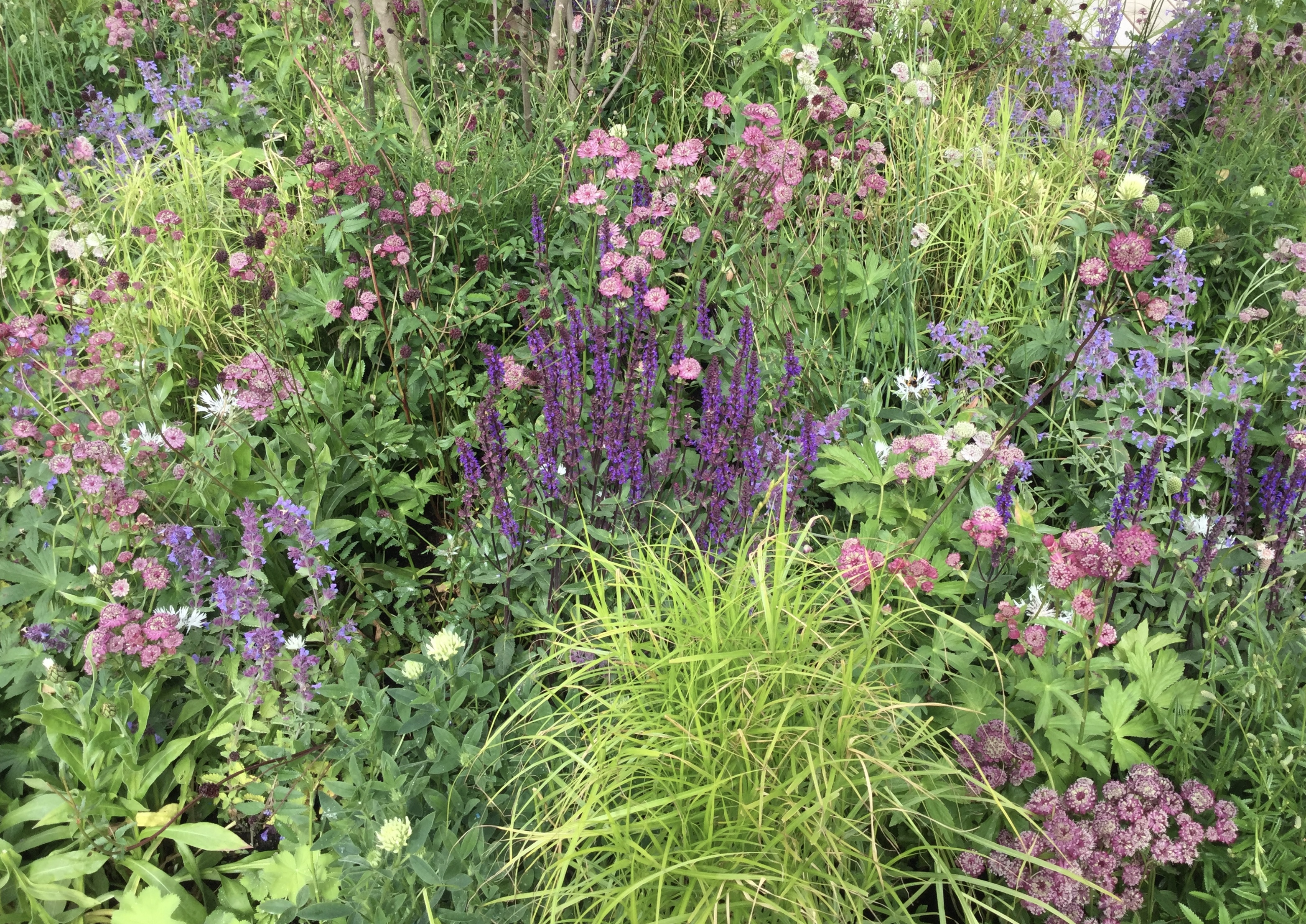 Få styr på beskæring og podning med AnneMarie Sørensen