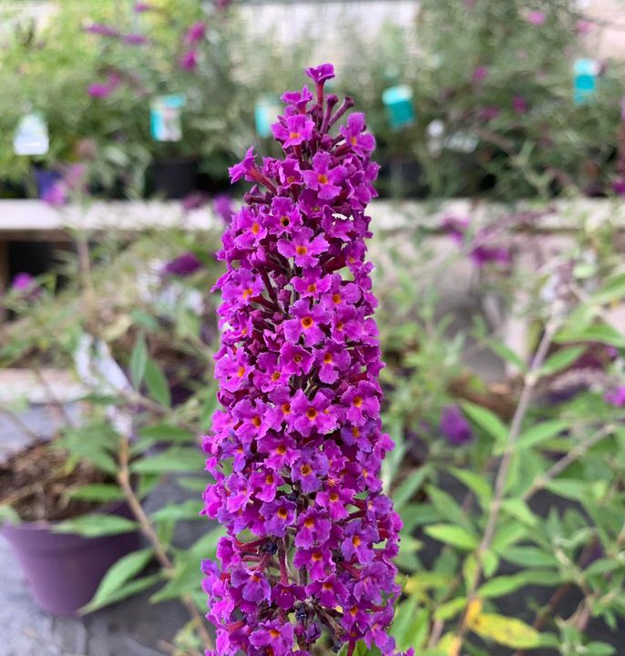 Hold trit med lokalområdet: Nyt fra Brønderslev