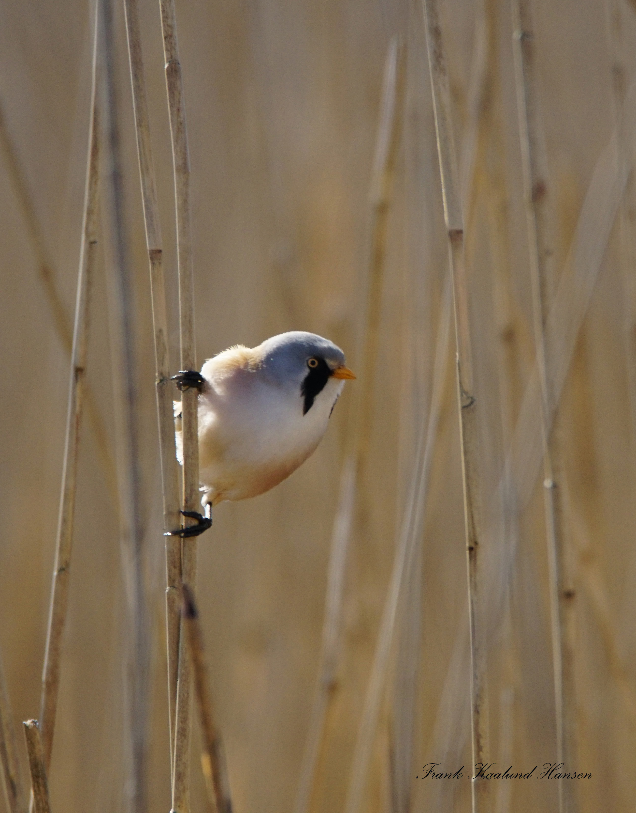 Oplev oktobers fugleliv ved Gundsømagle Sø