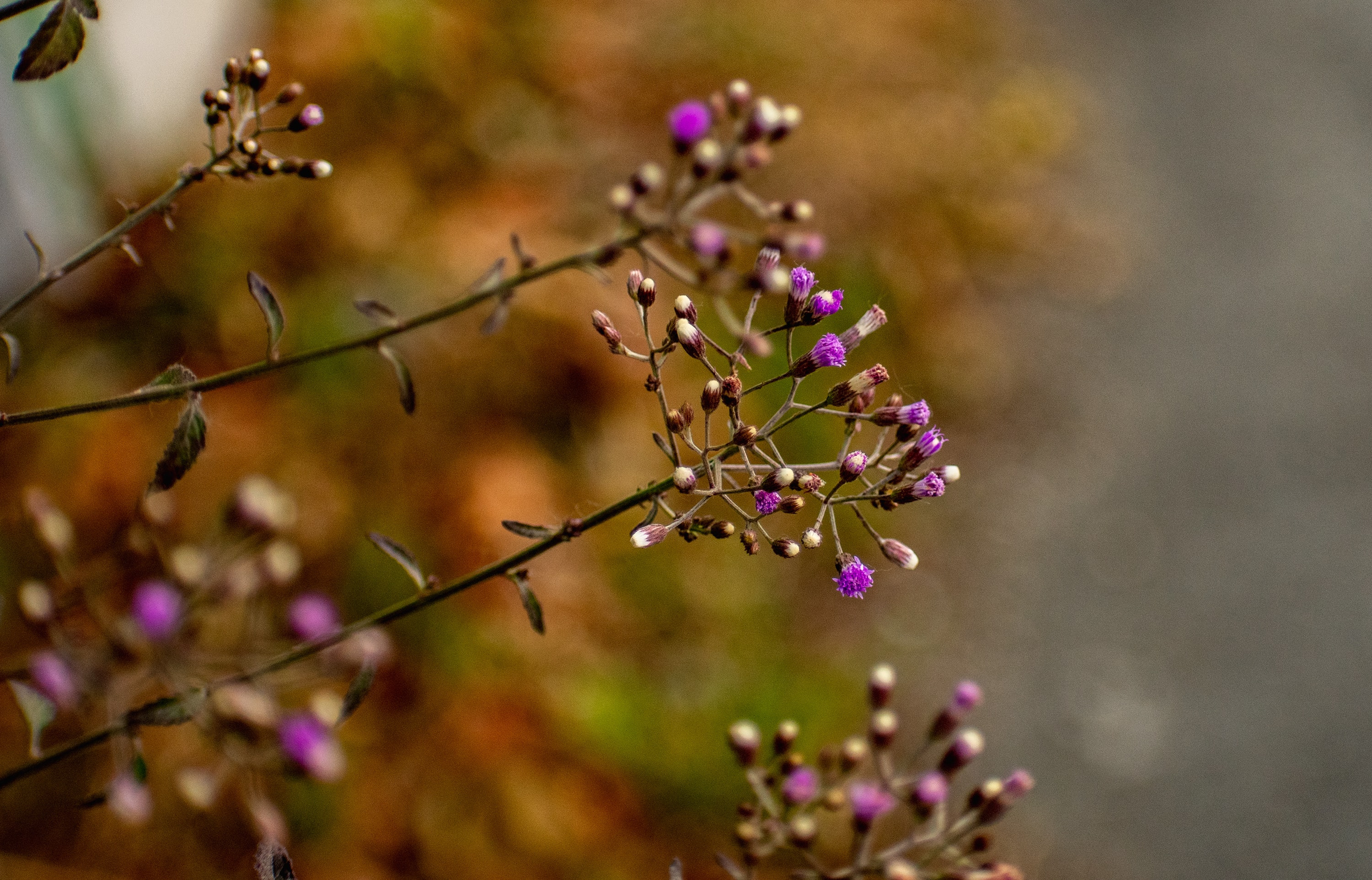 Halsnæs Kommune udfører naturpleje i Hundested