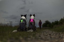 Kjellerup Dyreklinik opfordrer til at man husker lys og reflekser på hunden