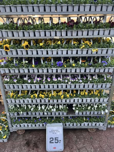 Foråret er kommet til REMA 1000 Aalborg på Stenbjergvej med friske planter til udplantning