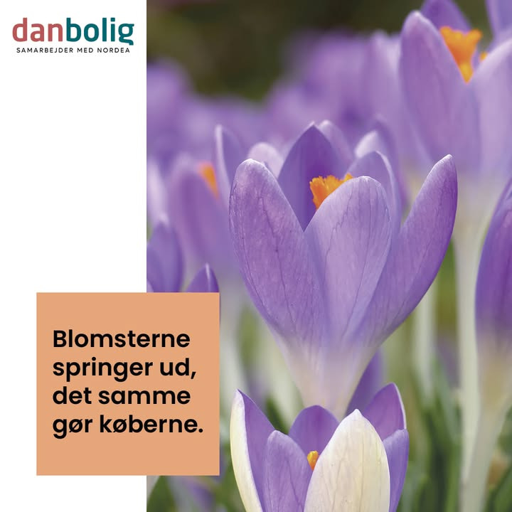 Forårets boligmarked blomstrer ifølge danbolig Randers: Nu er det tid til salg