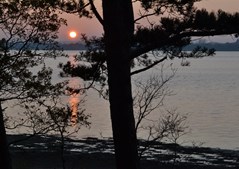 Østersture i Nationalpark Vadehavet: En unik oplevelse