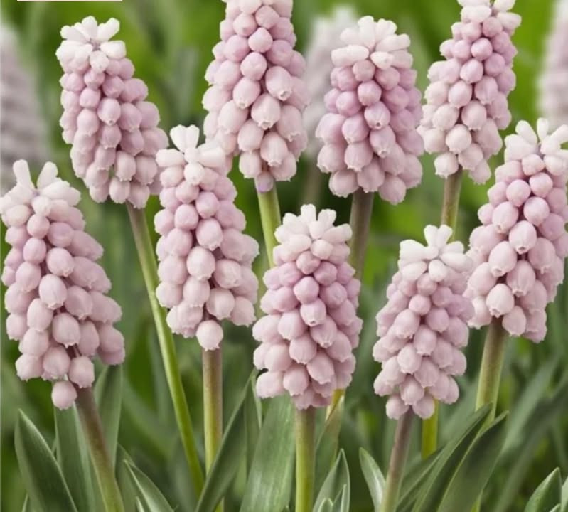 Meny Gl. Skagensvej tilbyder romantisk forår med pink perlehyacint til kun 29,95 kr