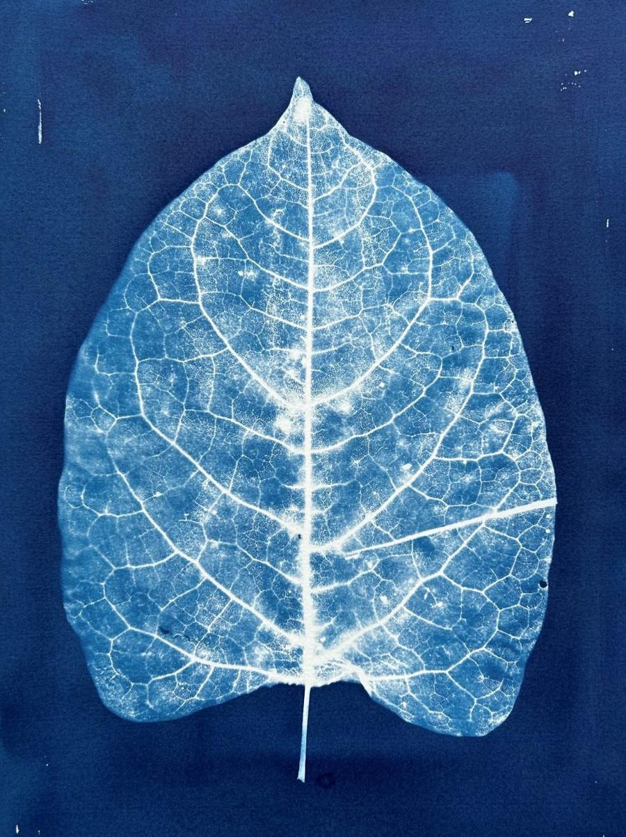 Oplev udstilling på Højbjerg Bibliotek: En blå verden