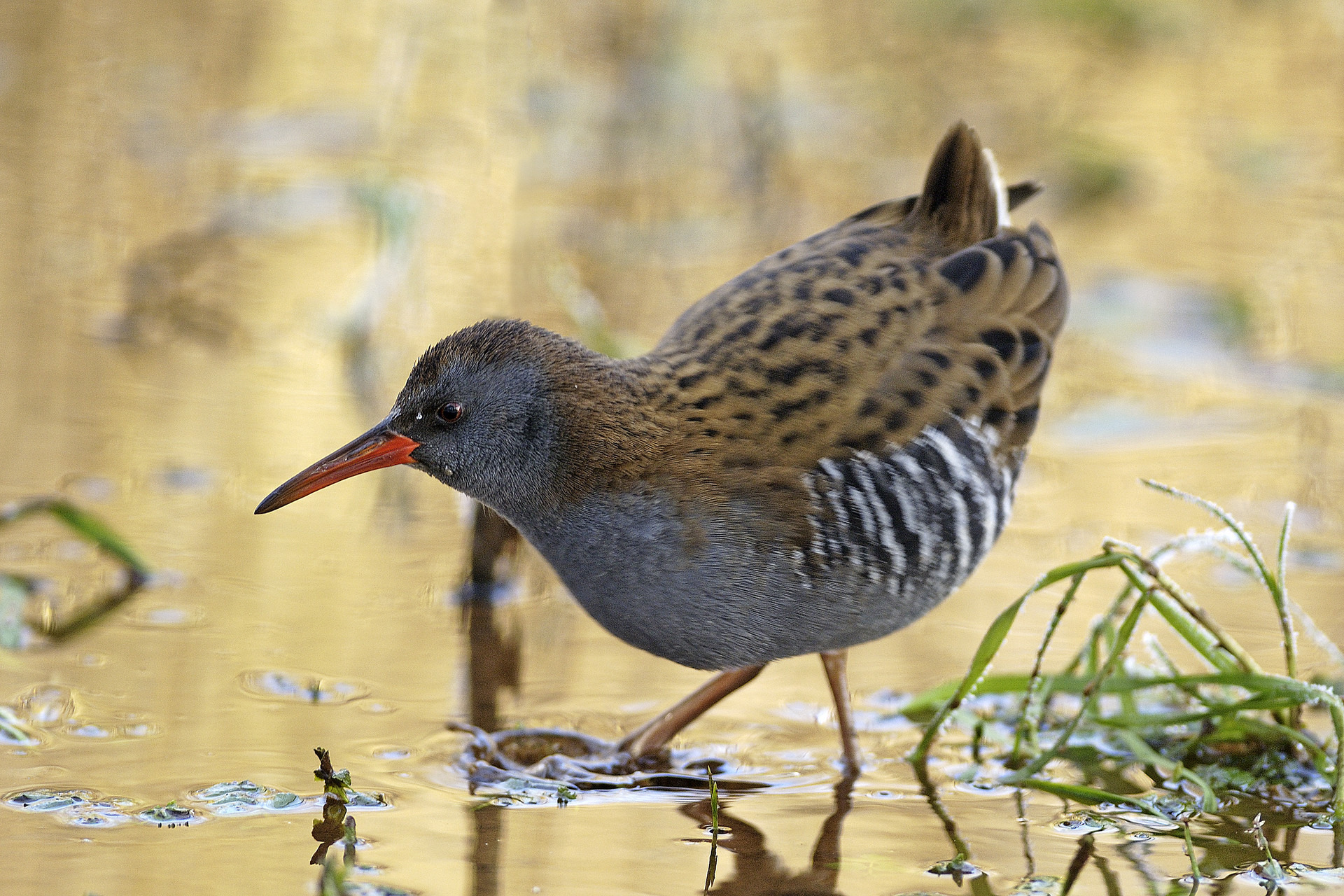 Åbent hus ved Ravnstrup Sø: Oplev naturen på tæt hold