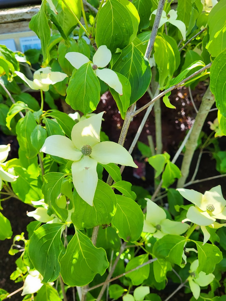 Nyt på opslagstavlen i Viborg