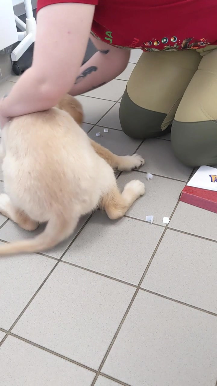 Vet til dig: Janie Parris vinder 1. advent konkurrence med hjælp fra 12 uger gamle Kaisa