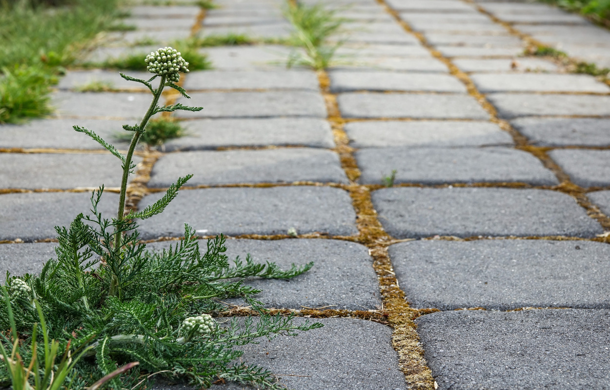 Ikke mere Roundup i Brønderslev