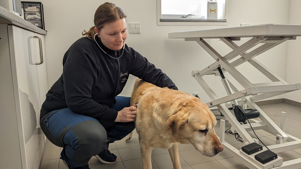 Mød Kathrine Larsen: Dyrlægen der bringer nærværet tilbage til dyrelægebesøget