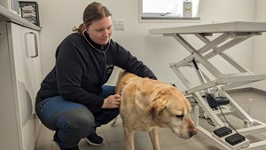 Mød Kathrine Larsen: Dyrlægen der bringer nærværet tilbage til dyrelægebesøget