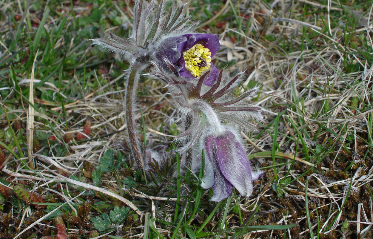 Nu bliver klitterne ved Tversted fredet 