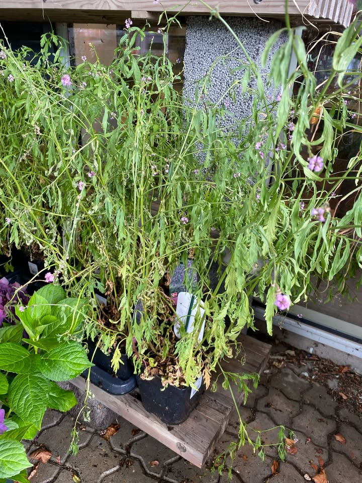 Min Købmand i Asp tilbyder verbena bampton stauder til ja tak pris