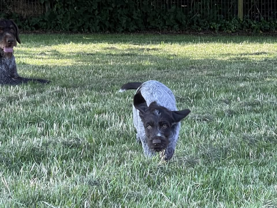 Hvalpelydighedskursus fuldt booket hos Enghave Wellness