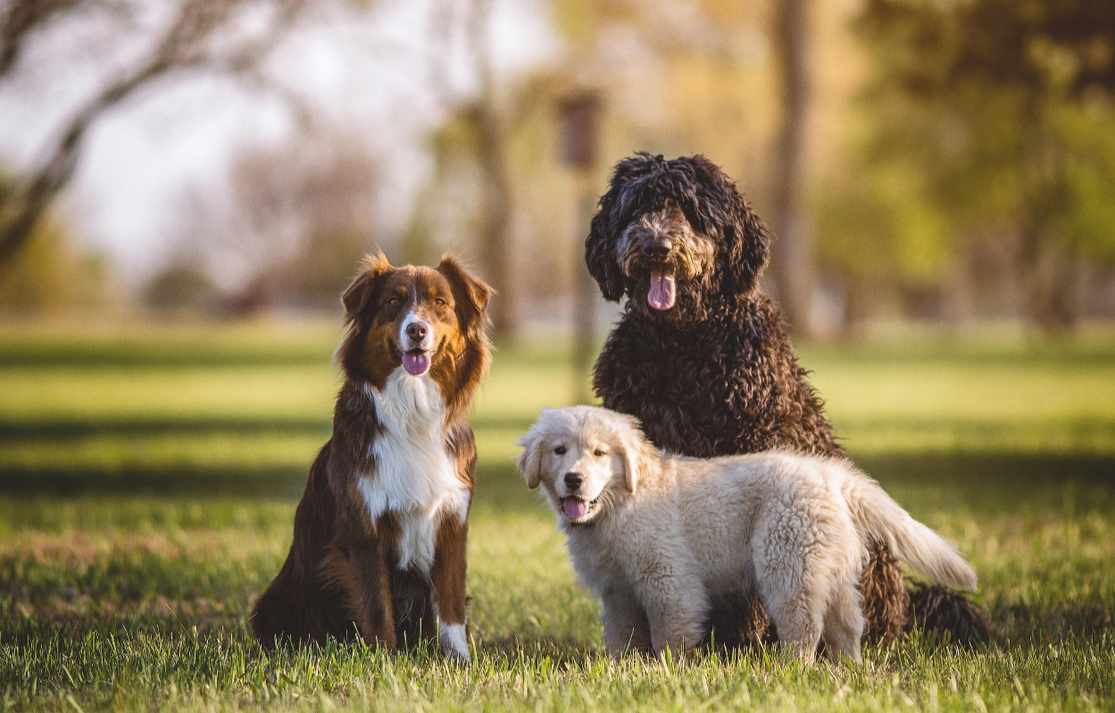 Vær med til at fejre menneskets bedste ven