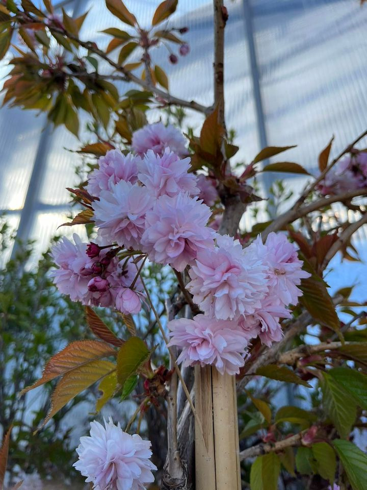 Opdatér dig her: Det nyeste fra Hedensted